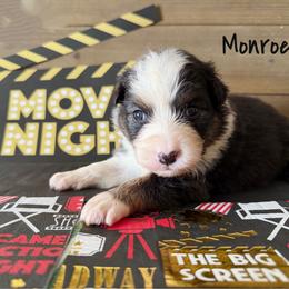 Monroe - Black tri-color female Australian Shepherd puppy in Kearney, Nebraska from Helix Aussies