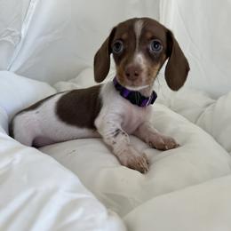 Dachshund and French Bulldog Puppies from AZ Royal Doxies llc