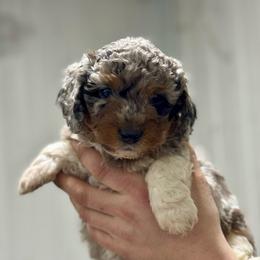 Tri Merle - Merle male Bernedoodle puppy in Petersburg, Michigan from Brittany’s Mini Bernedoodles