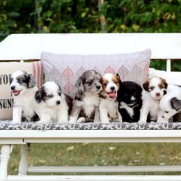 Aussiedoodles from Jupiter Doodles