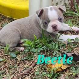 Beetle - Lilac male Boston Terrier puppy in Griffin, Georgia from Celtic Performance Bostons