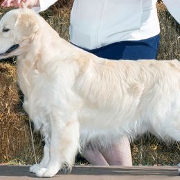 Golden Retrievers from SolarWind