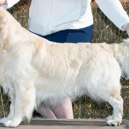 Golden Retrievers from SolarWind