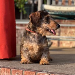 Suki - Dachshund