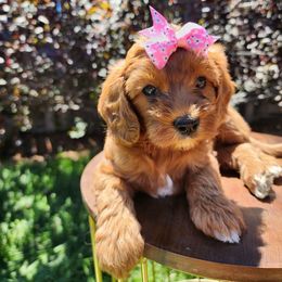 Cherry - Red female Cavapoo puppy in Roseville, California from Heavenly Goldendoodles