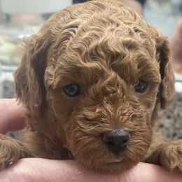 Poodle Puppies from Henn’s Toy Poodles