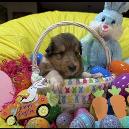 Emerald - Sable and white male Collie puppy in Carencro, Louisiana from Cajun Bayou's Collies LLC