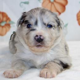 Sage - Blue merle female Miniature Australian Shepherd puppy in Bauxite, Arkansas from J & B Mini Aussies
