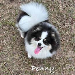 Penny - Pomeranian