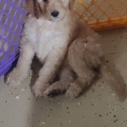 Goldendoodle Puppies from Americana Paws