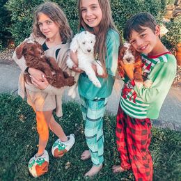 Goldendoodle Puppies from Halo Doodles