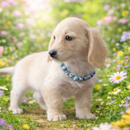 Bridget - Cream female Dachshund puppy in Lincoln, Arkansas from Red Dirt Dachshunds