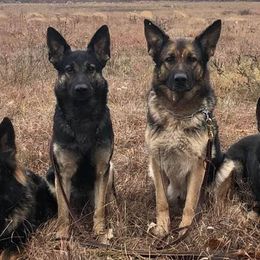 German Shepherds and Great Pyrenees from Reicherthaus GSD's & Timberbluff's Great Pyrenees