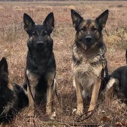 German Shepherds and Great Pyrenees from Reicherthaus GSD's & Timberbluff's Great Pyrenees