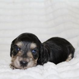 Vivienne (small) - Black and cream female Dachshund puppy in Fairfax, Iowa from Grayson’s Lovable Dachshunds