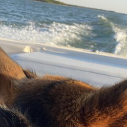 German Shepherds from The GSD lady