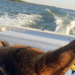 German Shepherds from The GSD lady