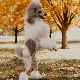 Poodles from Ad Astra Performance Poodles
