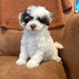 Pancake - Tri-color male Bernedoodle puppy in Fayetteville, Arkansas from Huckleberry Bernedoodles