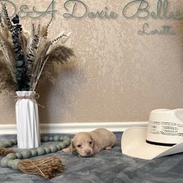 Loretta - Chocolate and cream female Dachshund puppy in Wichita Falls, Texas from D&A Doxie Belles