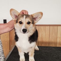 Mollie - Pembroke Welsh Corgi