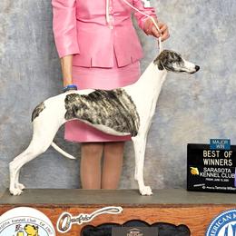 Whippet puppies from Karasar Whippets