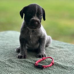 Pink Girl - Liver and white female German Wirehaired Pointer puppy in Reddick, Florida from Afterhours German Wirehaired Pointers and Basset Fauve de Bretagne