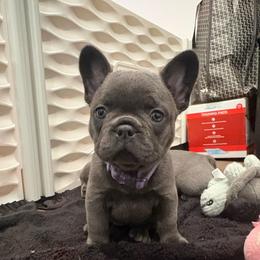 Violet - Blue female French Bulldog puppy in New Braunfels, Texas from Grand Star Bulldogs