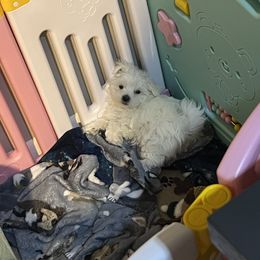 "Kai" Maltese Puppies from Genice’s Small Wonders