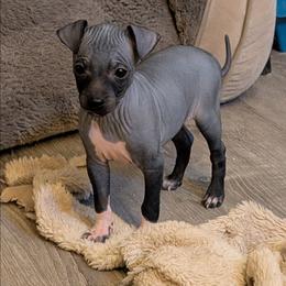 Zenith - Black male American Hairless Terrier puppy in Phoenix, Arizona from Bare Valley