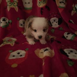 Oakley - White and red male Pembroke Welsh Corgi puppy in Clear Spring, Maryland from Rose Petal Farm