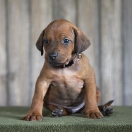 Mr. Brown - Rd whtn blk nose male Rhodesian Ridgeback puppy in Hillman, Minnesota from Rhoxwood Kennel