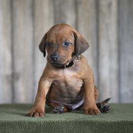 Mr. Brown - Rd whtn blk nose male Rhodesian Ridgeback puppy in Hillman, Minnesota from Rhoxwood Kennel