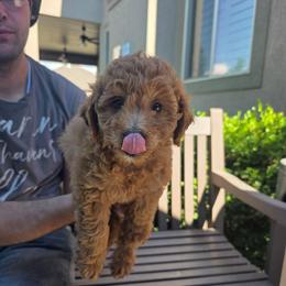 Cocoa - Red  male Goldendoodle puppy in Layton, Utah from Lauralyn's Goldendoodles