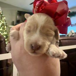 Dorothy (Dottie) - Cream female Maltipoo puppy in West Jordan, Utah from Mid Sized Maltipoos and More LLC