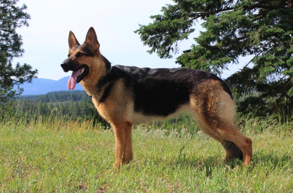 Candle Hill Shepherds in Idaho German Shepherd puppies Good Dog