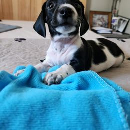 Dachshund Puppies from Snake River Dachshunds