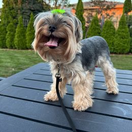 Lexi - Yorkshire Terrier