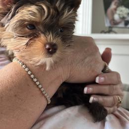Biewer Terrier and Yorkshire Terrier Puppies from Judy McCallum