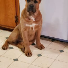 Cane Corso Puppies from Red Wood Cane Corso