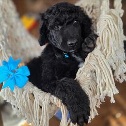 Cruiser - Brindle male Poodle puppy in Springfield, Oregon from Valaurah Farms