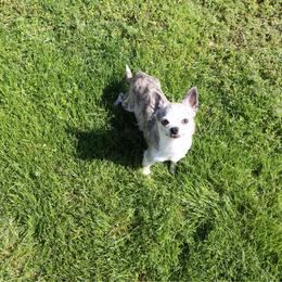 Lacey Lou - Blue brindled fawn female Chihuahua puppy in Wakarusa, Indiana from My Fuzzy Chihuahuas