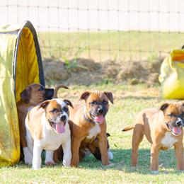 Staffordshire Bull Terrier Puppies from Vivace Staffords