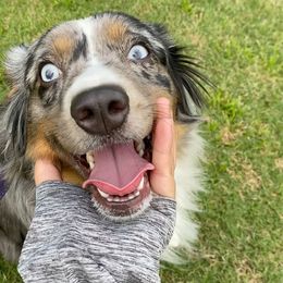Puffy - Miniature Australian Shepherd