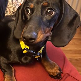 CC - Dachshund