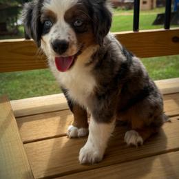 Piper - Blue merle female Toy Australian Shepherd puppy in Ivanhoe, Virginia from P3 Kennel