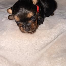 Red boy - Black and tan male Yorkshire Terrier puppy in Booneville, Mississippi from Pinky's Puppies