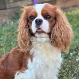Twist - Cavalier King Charles Spaniel