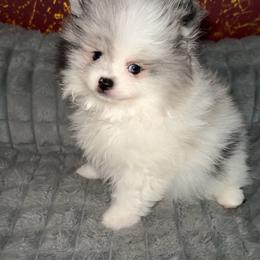 Lucky - Blue merle male Pomeranian puppy in Los Angeles, California from AMAYSING Pups