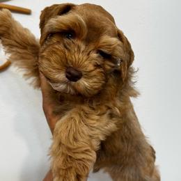 Slinky - Wheaten male Miniature Schnauzer puppy in Edinburg, Texas from Forever Schnauzers